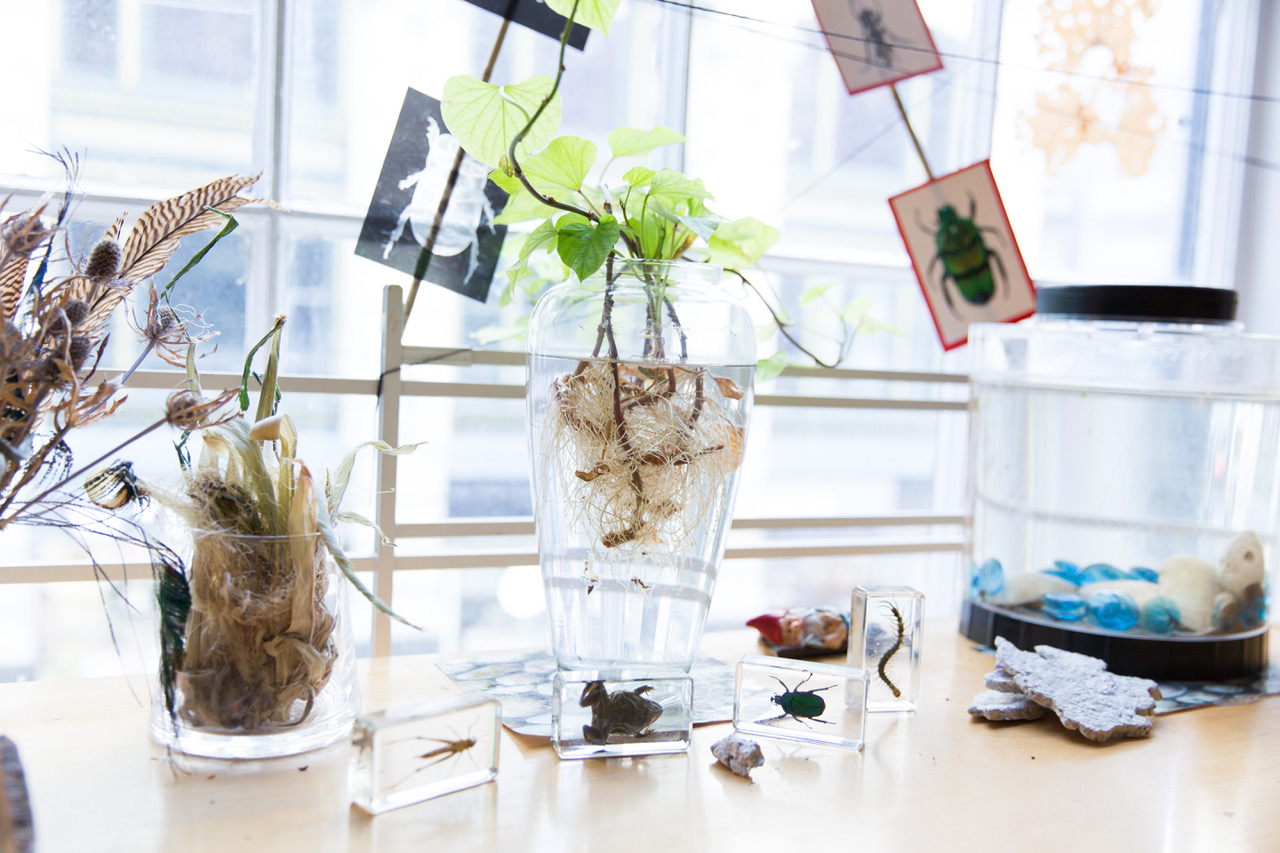 plants growing in glasses