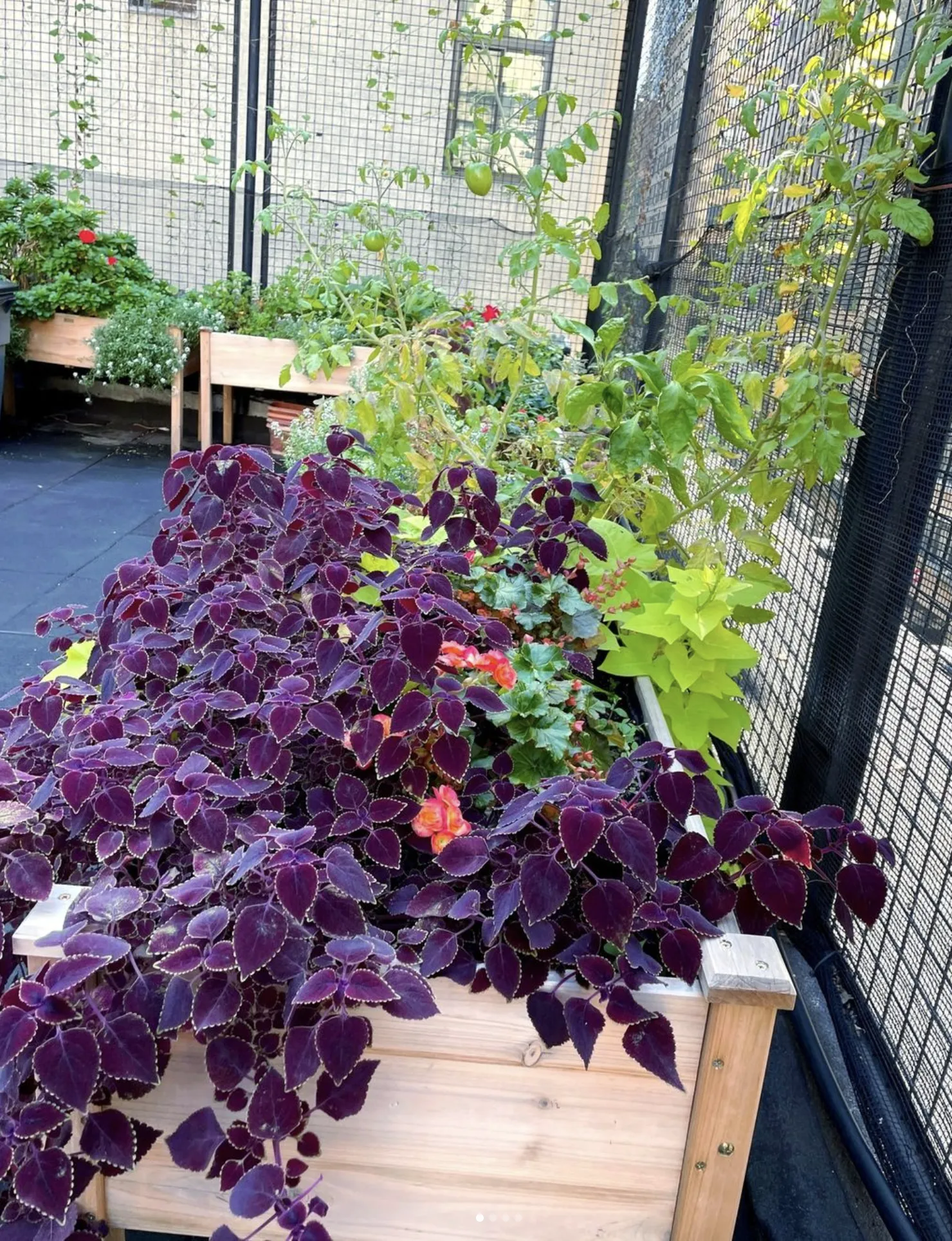 another view of the rooftop garden
